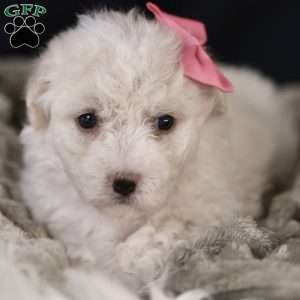 Brianna, Bichon Frise Puppy